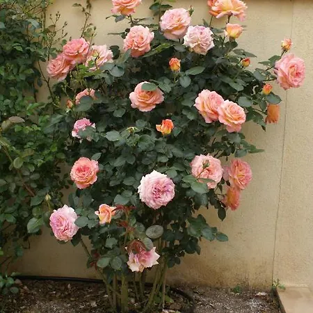 Jardins D'antalya *